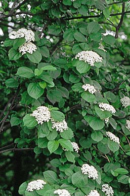 ガマズミ(花)
提供:ネイチャー・プロダクション