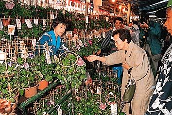 朝顔市(鬼子母神)
提供:東京都