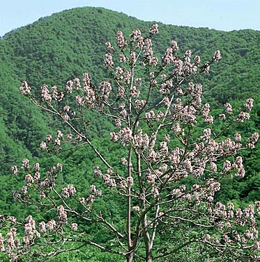 キリ(花)
提供:ネイチャー・プロダクション