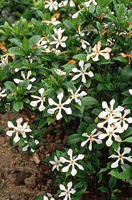 クチナシ(花)
提供:ネイチャー・プロダクション