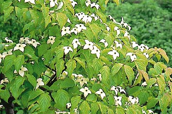 ヤマボウシ(花)
撮影:関戸 勇