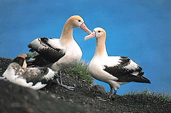 アホウドリ
撮影:長谷川博