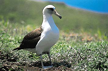 コアホウドリ
撮影:長谷川博