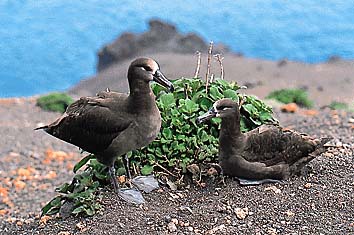 クロアシアホウドリ
撮影:長谷川博