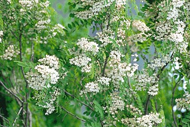 ハリエンジュ(花)
提供:ネイチャー・プロダクション