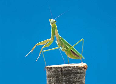 オオカマキリ
提供:ネイチャー・プロダクション