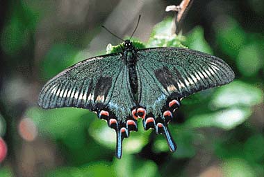 ミヤマカラスアゲハ
提供:ネイチャー・プロダクション